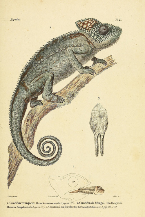 Reptiles illustrations from Erpétologie Générale ou Histoire Naturelle Complète des Reptiles, 1854. 