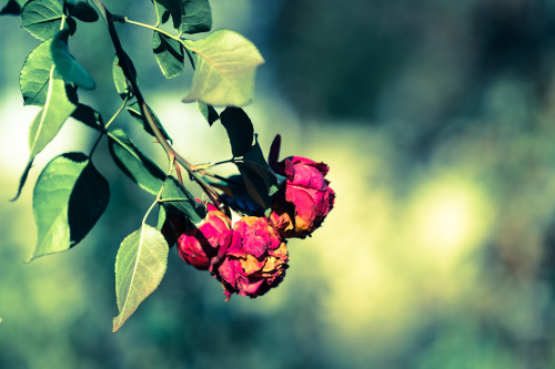 Winter roses #flowers#orignal photographer#winter