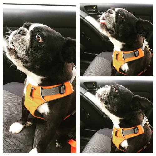 <p>Back to regular life, which is pretty great, especially when you get treats at the bank drive through. #sirwinstoncup #bostonterrier #bostonterriercult  (at Ridgetop, Tennessee)</p>