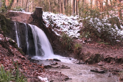 Wyre Forest This Morning 