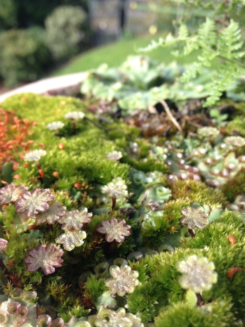 lttlemy:  Little moss jungle!! 