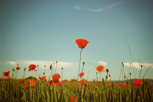 definitelydope:  By Ella Ruth 