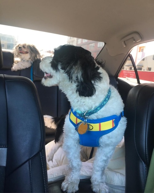 These two love car rides. #carrides #dogsofinstagram #maltese #shihtzu (at San Mateo, California)