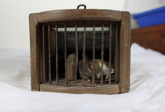 155-year old mouse trap claims its latest victim