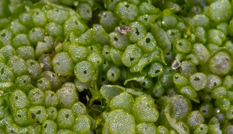 oakapples:  Three of my favourite British liverworts: Petalwort, Purple Spoonwort,