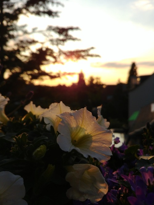 Sunset and the flowers by 90377Instagram | Etsy Shop