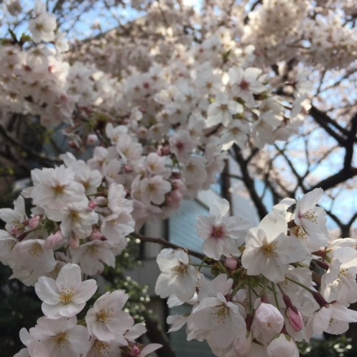 tokyomicma:  cherry blossoms + a taste of my commute home