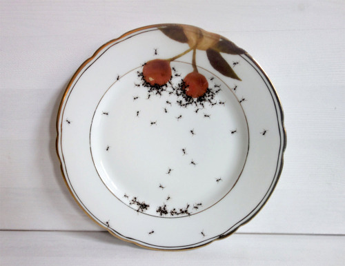 culturenlifestyle:  Hand Painted Ants Cover Vintage Porcelain Dishes  German artist Evelyn Bracklow creates uniquely beautiful and unconventional porcelain dishes which are covered by hand-painted ants. Bracklow’s impressive technique resembles those