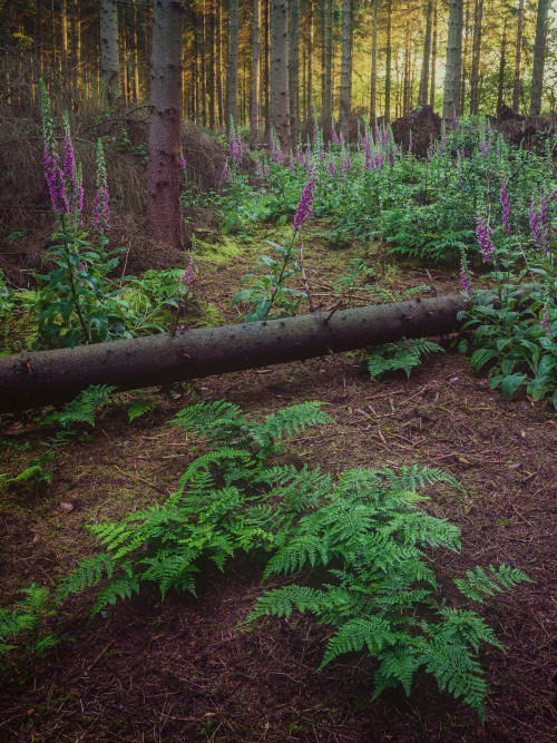 Baldwin’s Wood by Damian Ward Wendover, Buckinghamshire. twitter | 500px | behance | vsco | ab