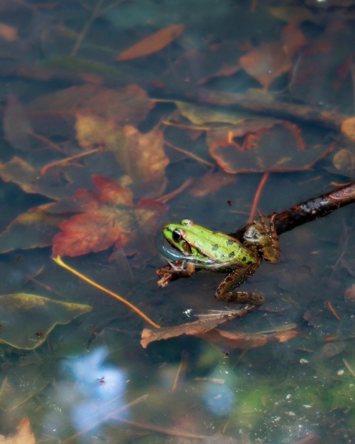 ambermaitrejean:Portraits of forest frogs. Photo by Amber Maitrejean