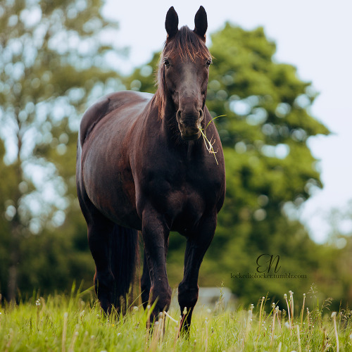 equestrian photo