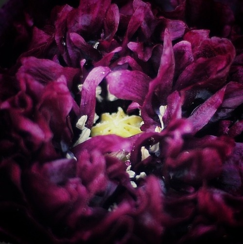 baneandbeauty: Black Poppy finished opening this morning. What a beautiful sight to wake up to!