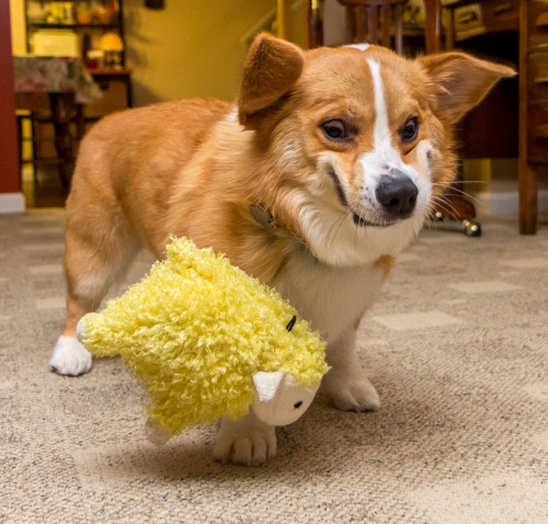 thefrogman:Otis shaking his sheep + high speed shutter = jiggly corgi face shenanigans. 