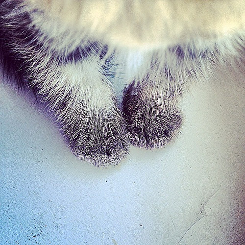 catsarecuterthanhumans