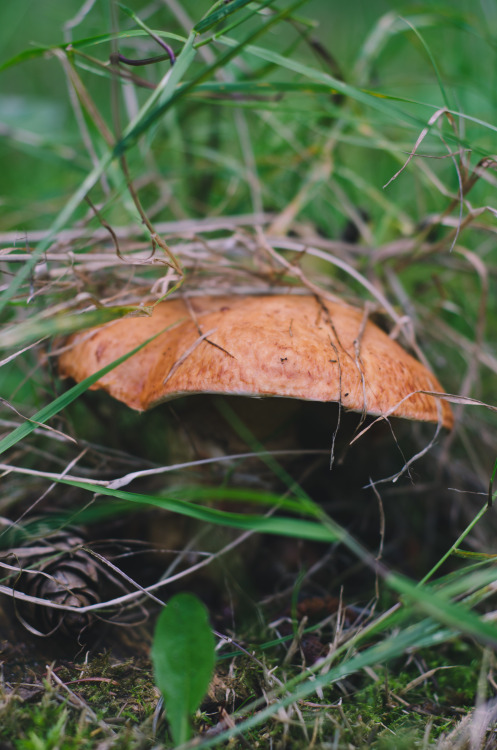 Birch Bolete