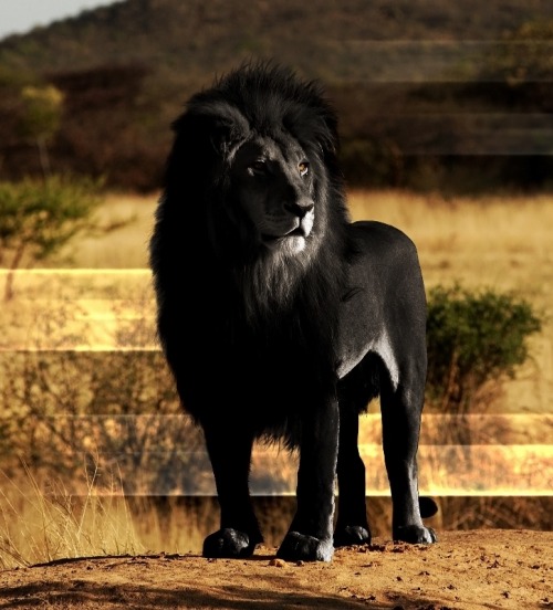 peace-love-hippieness: imreallycoolandfriendly: cooldudebro: figililly: A lion with melanism, a rece