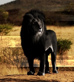 Funredhead:  Dj-Et: The Opposite Of Albinism Called Melanism, A Recessive Trait Where