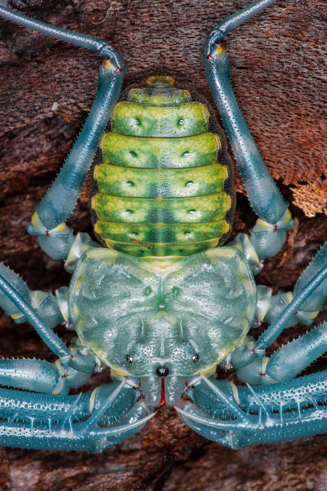 onenicebugperday: A nice tailless whip scorpion (Damon diadema) photographed minutes