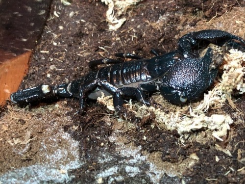 Such a photogenic boy! Pandinus imperator, male.