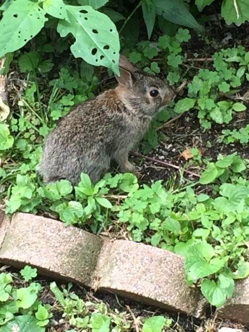 nelliendm:Baby bunny spotted in a different neighbor’s yard.