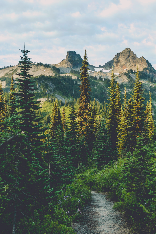 red-head-wild-child:  expressions-of-nature:Wonderland Trail / Mount Rainier, WA