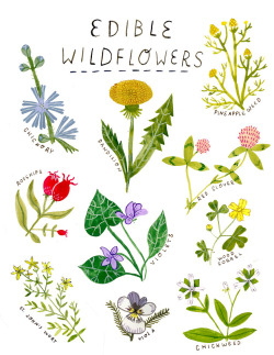 madisonsaferillustration: Edible flowers that i love to work with in my area!