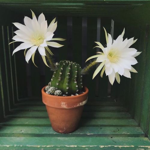 Echinopsis blooms! They only last a single day so it’s a sacred privilege to get to see at least one