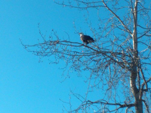 Here’s a picture of a bald eagle we saw at the exit of the gun range. Taken last winter in Alaska. *don’t be a dick and delete the text, or repost as your own photo