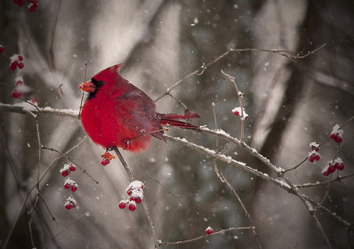 Winter Cardinal by Reiffhaus (Steppin It Up!!) on Flickr.