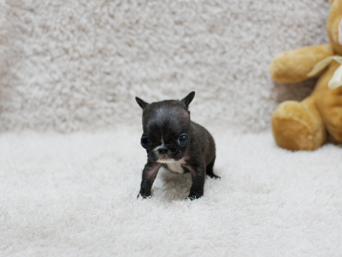 cynological: rickyhitler: pookyhorse: zooophagous: perfectdogs: perfectdogs: Do you want a tiny or h