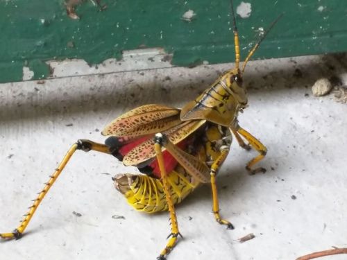 cool-critters:Eastern lubber grasshopper (Romalea microptera)Romalea is a genus of grasshoppers nati