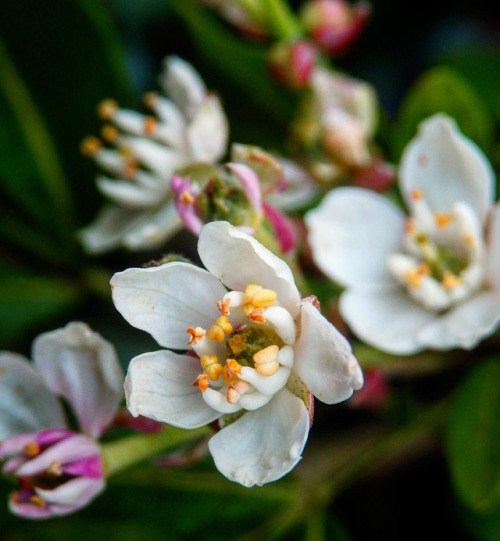 Some flowers for you ☺️ #flowers #flowerstagram #flowerpower #flowerporn #winter #naturephotography 