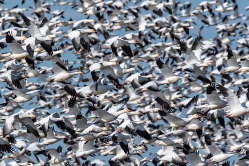 It’s near white-out conditions at Sacramento National Wildlife Refuge when the snow geese and 
