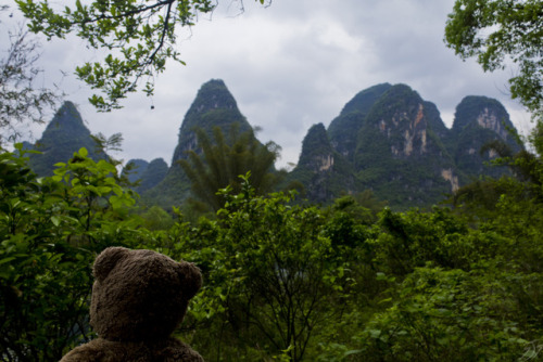 adventureswithteddy:Teddy takes a moment to enjoy the Karst mountains of south east China. Through f