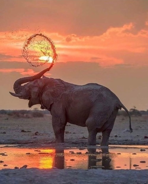 prettypachyderms: Wow.   Photo from @elephants_monson on IG