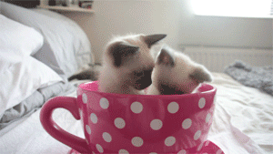 okithecat:  hanawasakura:  Kittens in a teacup  I live with these guys… they sometimes try to steal MY boxes 