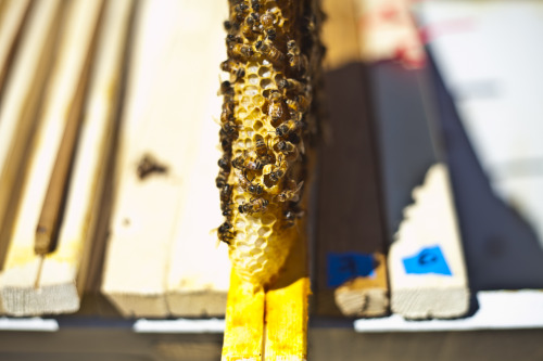 sharaflea:Checking the hive a week after new queen installation. Queen is free of the cage, alive an