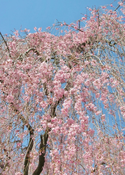 Weeping cherry.