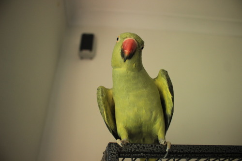 avacado-and-louie:  “I’m a WHAT?”