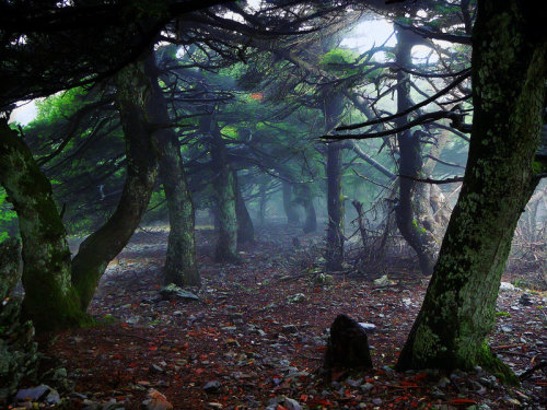 asiwaswalkingallalone: Old forest _updated by shuu2