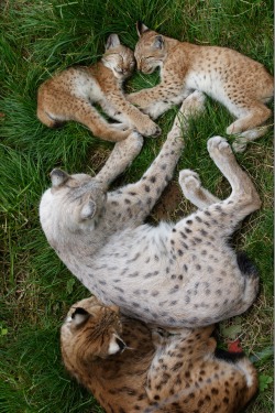 earthandanimals:   Lynx family by Christian