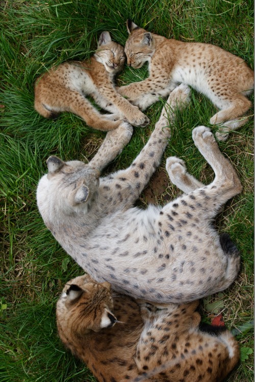 earthandanimals:   Lynx family by Christian adult photos