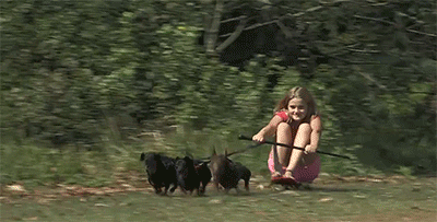sizvideos:  Funny Daschund Chariot - Watch the full video 