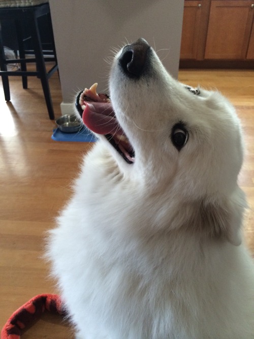 skookumthesamoyed:There’s that smile!