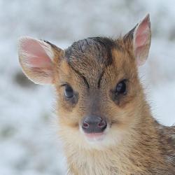 llbwwb:  (via Muntjac Deer by Sandra Standbridge.