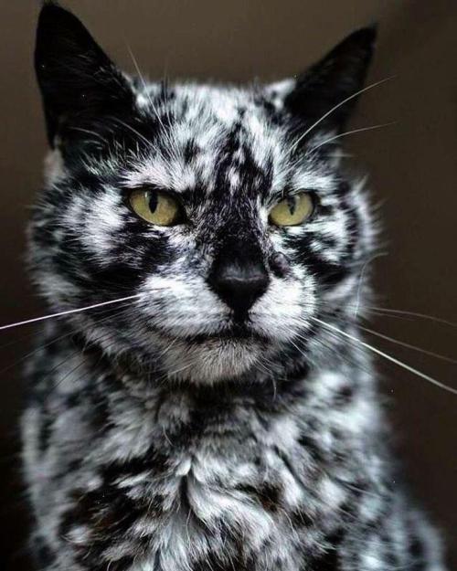 aww-cute-animals:Scrappy, a cat with vitiligo