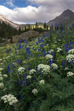 expressions-of-nature:   Wildflower morning