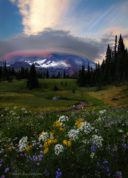 floralls:  Rainier’s Floral Encore (by