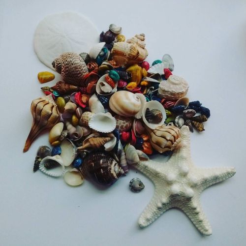 21million-sanddollars:Flowers from the sea#shells #seashells #turboshell #seastar #sanddollar #minis