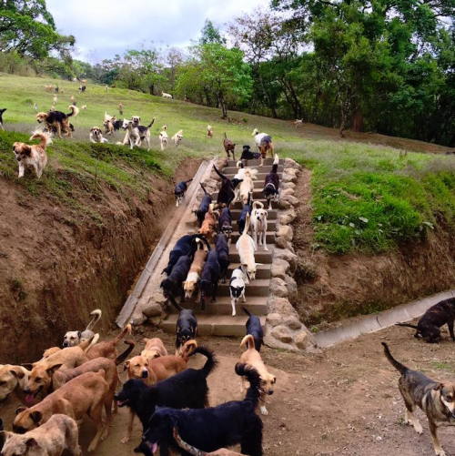 bobbycaputo:    Over 900 Rescued Dogs Roam Freely on Costa Rica’s “Land of the Strays” If anyone is looking for me, you know where to find me 